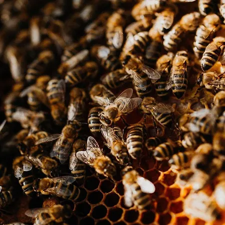 Apartamento Babel's Auszeit